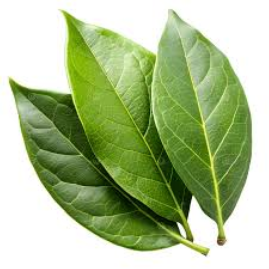 FRESH BAY LEAVES 